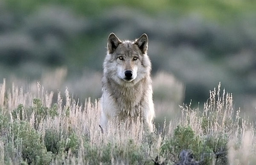The long-waited and necessary return of the Yellowstone Wolf